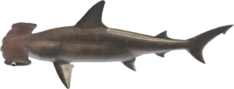 Hammerhead Shark Animal Crossing New Horizons | ACNH Critter - ACNHMALL