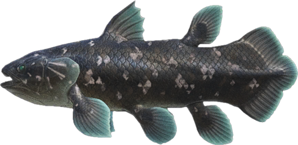 Coelacanth
