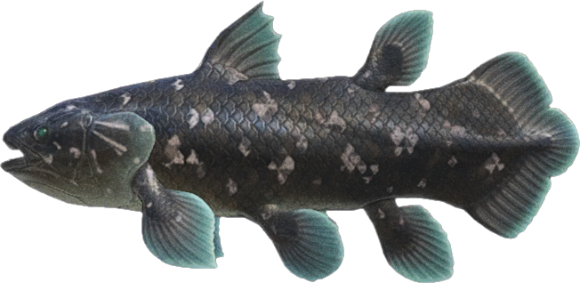 Coelacanth Animal Crossing New Horizons | ACNH Critter - ACNHMALL