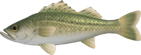 Sea Bass
