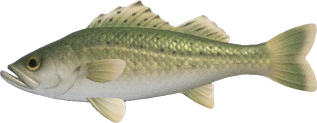 Sea Bass Animal Crossing New Horizons | ACNH Critter - ACNHMALL
