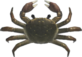 Mitten Crab Animal Crossing New Horizons | ACNH Critter - ACNHMALL