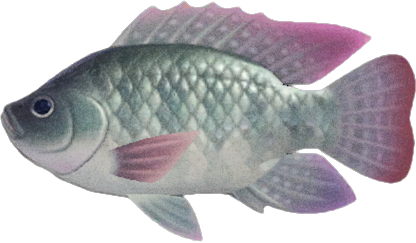 Tilapia Animal Crossing New Horizons | ACNH Critter - ACNHMALL