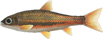 Dace Animal Crossing New Horizons | ACNH Critter - ACNHMALL