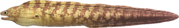 Moray Eel