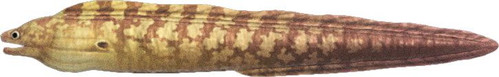 Moray Eel Animal Crossing New Horizons | ACNH Critter - ACNHMALL