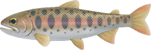Cherry Salmon Animal Crossing New Horizons | ACNH Critter - ACNHMALL
