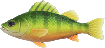 Yellow Perch