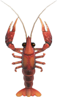 Crawfish Animal Crossing New Horizons | ACNH Critter - ACNHMALL