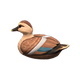 Spot-billed x NA