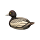 Greater scaup x NA Greater scaup x NA