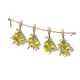 Yellow x NA Yellow x NA