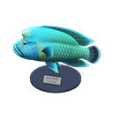 Napoleonfish Model Animal Crossing New Horizons | ACNH Critter - ACNHMALL