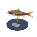 Dace Model Animal Crossing New Horizons | ACNH Critter - ACNHMALL