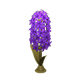 Purple x NA