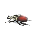 Grand Goliath Beetle Model Animal Crossing New Horizons | ACNH Critter - ACNHMALL