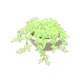 Light green x NA