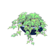 Green x NA