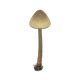 Ordinary mushroom x NA Ordinary mushroom x NA