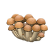 Ordinary mushroom x NA Ordinary mushroom x NA