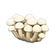 White mushroom x NA