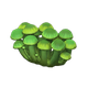 Strange mushroom x NA