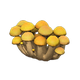 Yellow mushroom x NA Yellow mushroom x NA