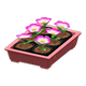 Pink x NA Pink x NA
