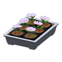 Potted Starter Plants Animal Crossing New Horizons | ACNH Critter - ACNHMALL