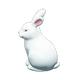 White x NA