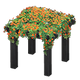 Orange flowers x NA Orange flowers x NA
