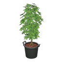 Schefflera Animal Crossing New Horizons | ACNH Critter - ACNHMALL