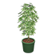 Green x NA Green x NA