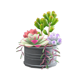 Succulent Plant DIY Recipe