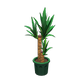 Green x NA Green x NA