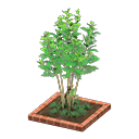 Evergreen Ash Animal Crossing New Horizons | ACNH Critter - ACNHMALL