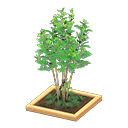Evergreen Ash Animal Crossing New Horizons | ACNH Critter - ACNHMALL