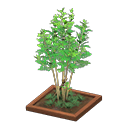 Evergreen Ash Animal Crossing New Horizons | ACNH Critter - ACNHMALL