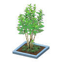 Evergreen Ash Animal Crossing New Horizons | ACNH Critter - ACNHMALL