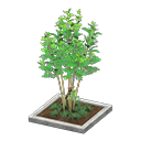 Evergreen Ash Animal Crossing New Horizons | ACNH Critter - ACNHMALL