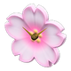 Pink-white x NA Pink-white x NA