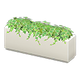 White x NA