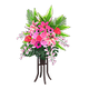 Pink x NA Pink x NA