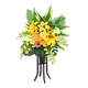 Yellow x NA