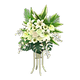 White x NA