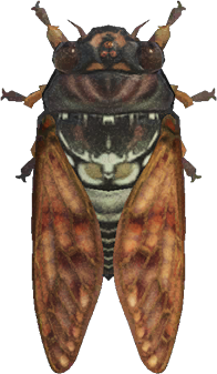 Brown Cicada Animal Crossing New Horizons | ACNH Critter - ACNHMALL