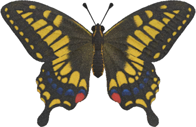 Tiger Butterfly Animal Crossing New Horizons | ACNH Critter - ACNHMALL