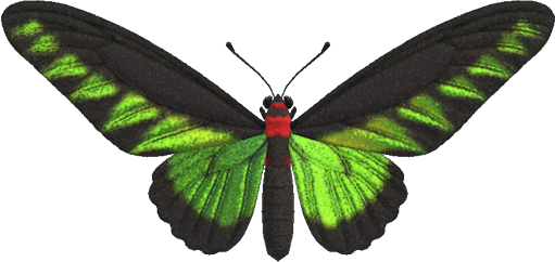 Rajah Brooke's Birdwing Animal Crossing New Horizons | ACNH Critter - ACNHMALL