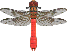 Red Dragonfly Animal Crossing New Horizons | ACNH Critter - ACNHMALL