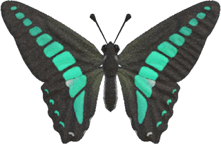 Common Bluebottle Animal Crossing New Horizons | ACNH Critter - ACNHMALL